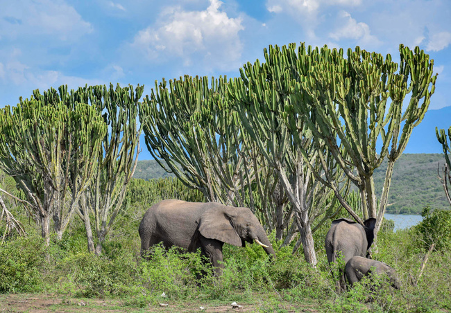 Figuiers ©Sous l'Acacia