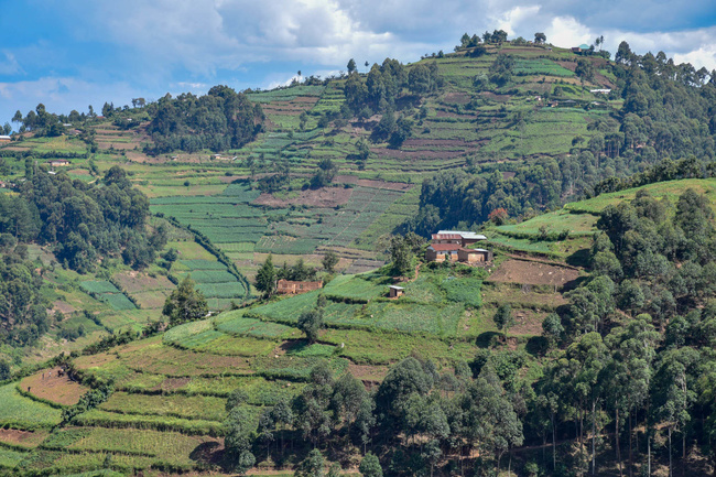 Volcans cultivés ©Sous l'Acacia