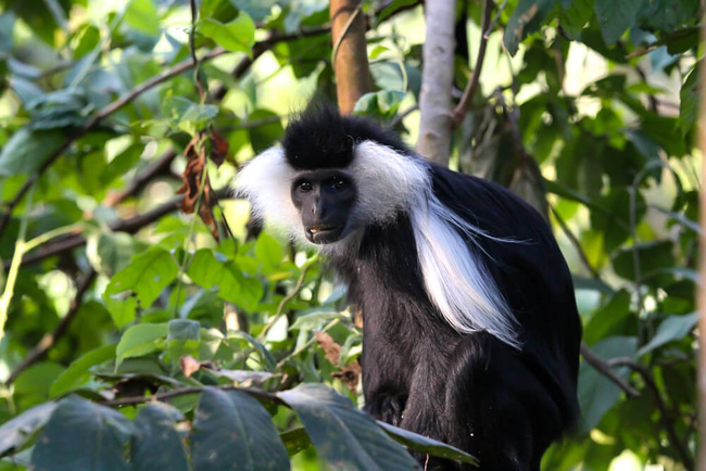 Singe collobe @Sous l'Acacia