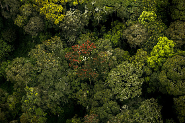 La forêt de Nyungwe @Sous l'Acacia