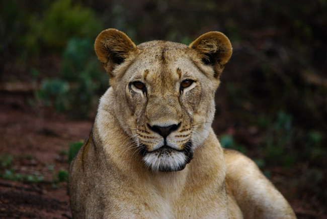 Lionne dans le parc d'Akagera @Sous l'Acacia