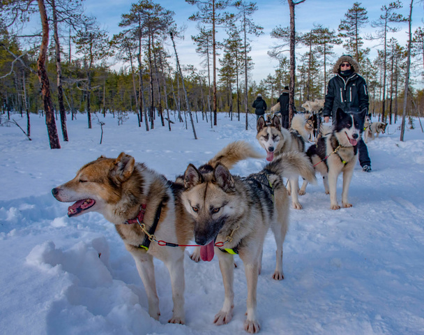 Alankan husky de cet attelage