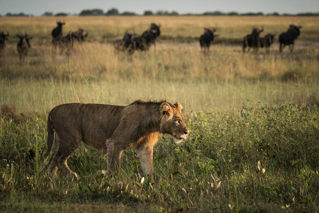 Lionne dans le Liuwa Plains @Sous l'Acacia