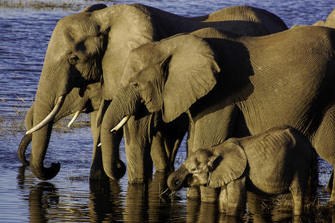 Avis clients pour un safari au Botswana @Sous l'Acacia