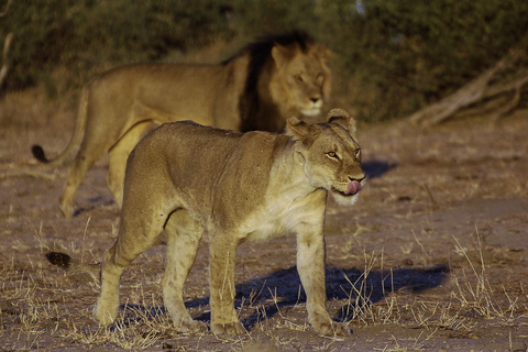 Avis clients sur un safari au Botswana @Sous l'Acacia